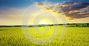 Majestic dawn and blue sky with clouds over summer wheat field