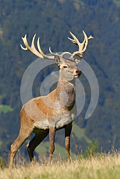 Majestic deer