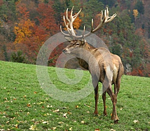 Majestic deer on autumn background