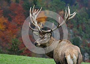 Majestic deer on autumn background