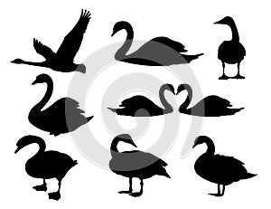 majestic detail swan vector logo silhouette illustration design