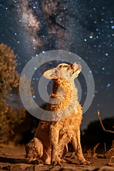 Majestic Dog Admiring the Milky Way Galaxy in Pristine Night Sky Under Starlight