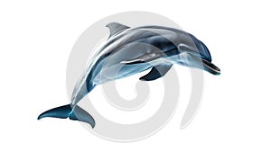 Majestic dolphin leaping, graceful marine life moment captured in image. Ideal for educational and ecological projects
