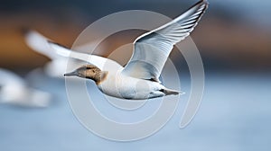 Majestic Duck Soaring Through the Air photo