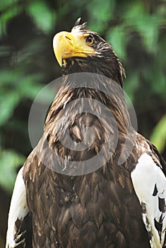 Majestic Eagle