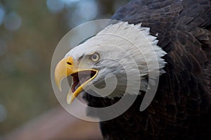 Majestic eagle calling with open beak and intense expression in its eyes