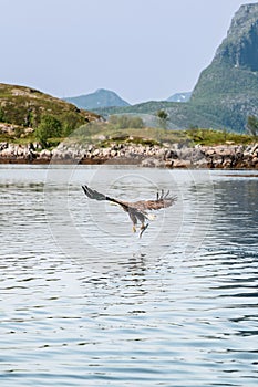 Majestic eagle flies above Lofoten waters, talons clutching prey