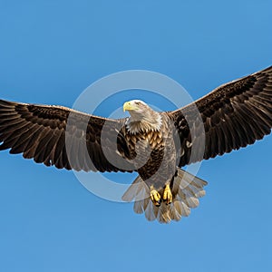 A majestic eagle flying against a clear blue sky. Its wings are fully spread, displaying a