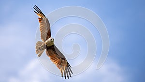 Majestic eagle soaring in the blue sky, the beautiful wingspan of a Brahminy Kite eagle close up detailed shot