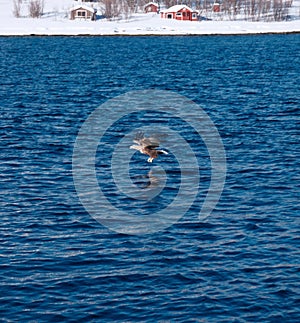 Majestic Eagle soaring gracefully over a tranquil body of water with cottages on the snowy shore