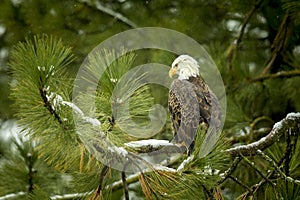 Majestic eagle in tree.