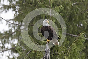Majestic Eagles Soaring the skies outside of Ketchikan in Alaska