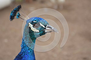 Majestic and elegant blue peacock close up photo