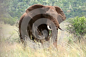Majestic elephant photo