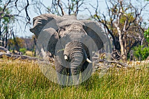 Majestic elephant bull stands tall in the Nxai Pan National Park in Botswana.