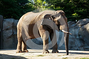 Majestic elephant, iconic zoo resident, basks in tranquil sunlight