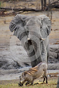 Majestic elephant striding across a dry savanna landscape with a warthog standing nearby.