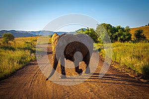 Majestic elephant traverses a dirt road in the African savannah on a sunny day