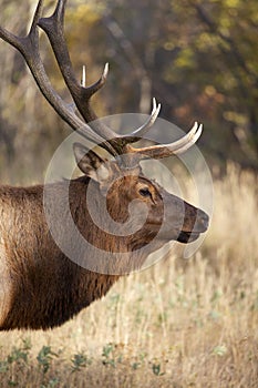 Majestic Elk