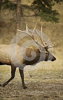 Majestic Elk