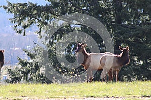 Majestic Elk grazing in the yard 1