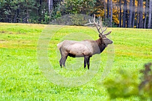 Majestic elk in an open grassland with its impressive antlers in Benezette, Pennsylvania