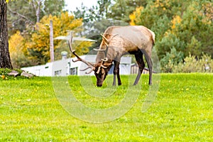 Majestic elk in an open grassland with its impressive antlers in Benezette, Pennsylvania