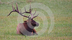 Majestic elk resting in a lush green field