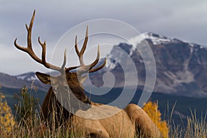 Majestic Elk