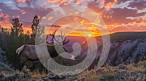 Majestic elk standing against sunset in the wilderness