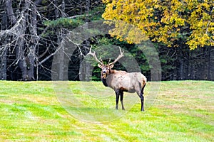 Majestic elk standing in an open grassland with its impressive antlers in Benezette, Pennsylvania