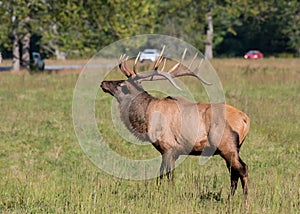 Majestic Elk and Traffic