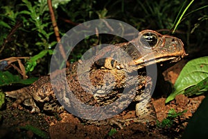 Majestic or eminent cane toad in the rainforest of south america, also a major threat in Australia