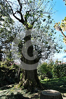 Majestic Erythrina Caffra tree at the Botanical Garden of Lisbon