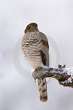 Majestic eurasian sparrowhawk sitting on branch in winter.