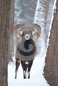 Majestic european mouflon male in winter