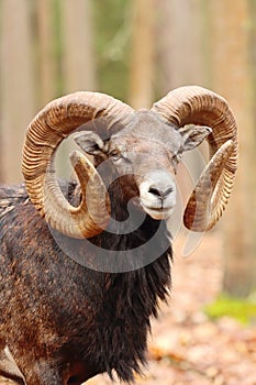 Majestic european mouflon ram in forest
