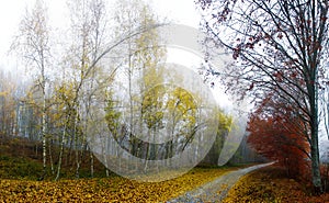 Majestic fall path