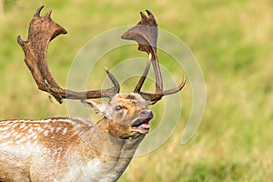 Fallow Deer Buck Grunting - Dama dama, Warwickshire, England. photo