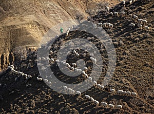 Majestic Flock: A Herd of Sheep Gracefully Perched Atop a Hill