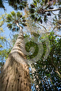 Majestic Florida Palm Trees