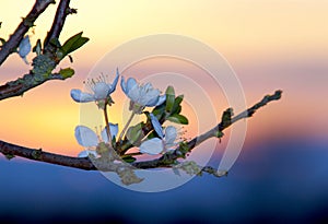 Majestic flowers in sunset so lovely