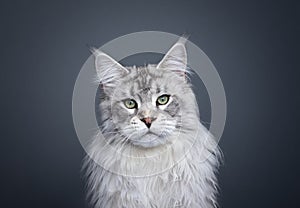 majestic fluffy maine coon cat portrait