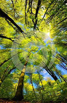 Majestic forest canopy with sunshine