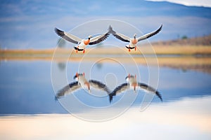 majestic geese in flying v over calm, reflective lake
