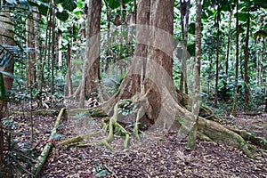 Majestic giant trees in national park