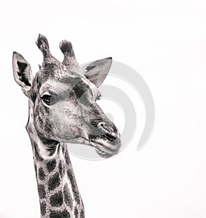 Majestic giraffe in black and white out of the Kruger National Park. South Africa