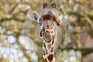 Majestic giraffe stands tall in an open savanna, surrounded by trees and lush greenery