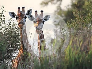 Majestic Giraffes in Lush African Safari Landscape Showcasing Wildlife Conservation Efforts photo