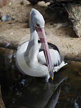 Majestic glorious Australian Pelican.